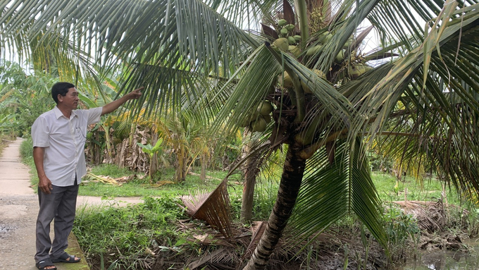 The coconut planting area in Tra Vinh province is ranked second in the country, only bedind Ben Tre. Photo: Ho Thao.