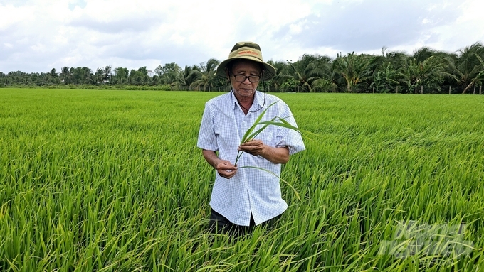 Toàn bộ diện tích lúa vụ hè thu của hộ ông Phạm Thanh Hải (khu phố Nhơn Hậu, phường Tân Khánh, TP Tân An) do đã áp dụng đầy đủ các biện pháp tổng hợp nên đến nay lúa đang ở giai đoạn làm đòng - trổ vẫn hoàn toàn sạch bệnh và phát triển rất tốt. Ảnh: Minh Sáng.