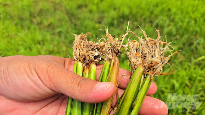 Những gốc lúa trong ruộng của hộ ông Nguyễn Văn Hiền hiện đang bị bướu rễ, nhìn như hạt đậu phộng tụ xung quanh do bị tuyến trùng tấn công. Ảnh: Minh Sáng.