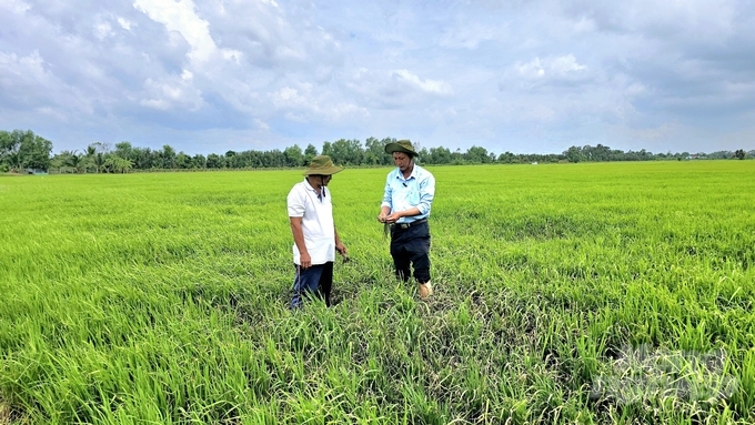 Cánh đồng lúa ở xã Tân Đông, huyện Thạnh Hóa (Long An) thời điểm này lúa hè thu của bà con đã xuống giống được khoảng hơn 2 tháng, có nhiều diện tích lúa đang bị nhiễm đạo ôn và vi khuẩn khá nặng. Ảnh: Minh Sáng.