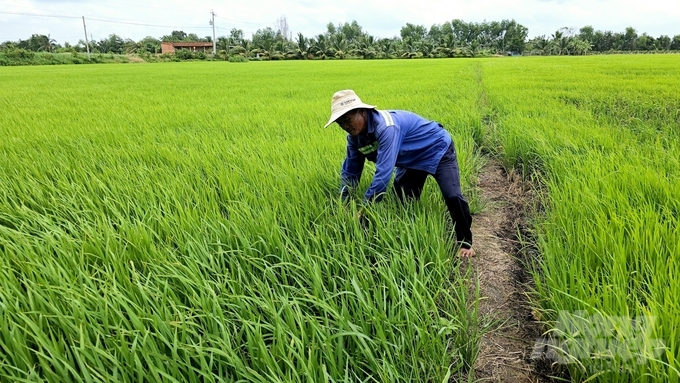 Cùng một giống lúa, xuống giống cùng thời điểm nhưng ruộng lúa của hộ ông Dậy (bên trái) đang phát triển tốt, sạch bệnh nhờ phun phòng bệnh bằng bộ đôi sản phẩm Fujione 40EC và Visen 20SC. Trong khi đó ruộng của hộ ông Hiền kế bên đang bị nhiễm bệnh đạo ôn và tuyến trùng rất nặng do phun thuốc không kịp thời và gặp mưa nhiều nên trừ bệnh không hiệu quả. Ảnh: Minh Sáng.