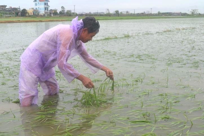 Đối với lúa, tranh thủ kỳ con nước huy động mọi nguồn lực để tiêu úng, khơi thông dòng chảy, sử dụng máy bơm thoát nước nhanh, phân loại diện tích lúa bị ngập úng để có biện pháp khắc phục kịp thời. Ảnh: Thu Hoài.