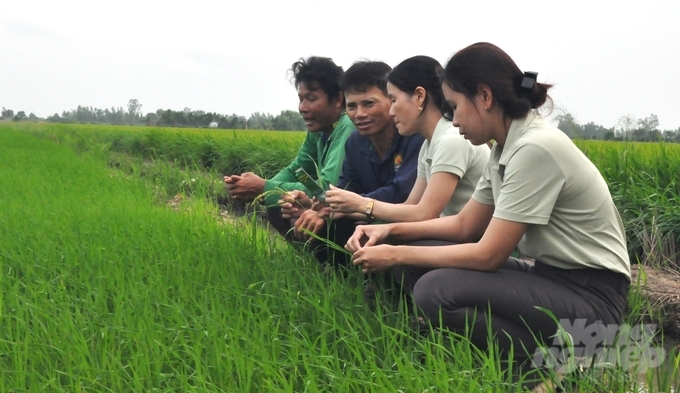 In addition to the task of transferring technology and building models, the community agricultural extension team also provides market advice and supports cooperatives in linking product consumption. Photo: Trung Chanh.