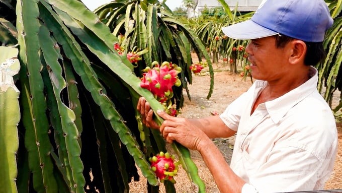 With the goal of developing dragon fruit trees sustainably, localities are aiming to conquer demanding markets through official export. Photo: Minh Sang.