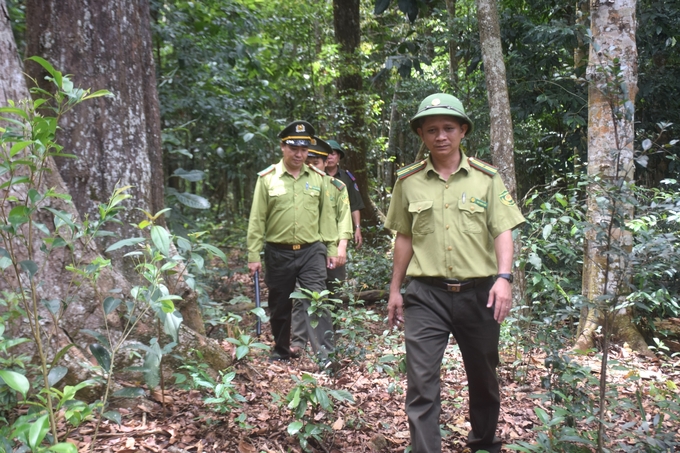 Ông Trần Trọng Toàn, Phó Hạt trưởng Hạt Kiểm lâm huyện Vĩnh Thạnh, tỉnh Bình Định (đi đầu) cùng lực lượng chức năng tuần tra rừng. Ảnh: V.Đ.T.