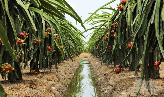 Tien Giang has built areas specializing in dragon fruit farming for export. Photo: Minh Sang.