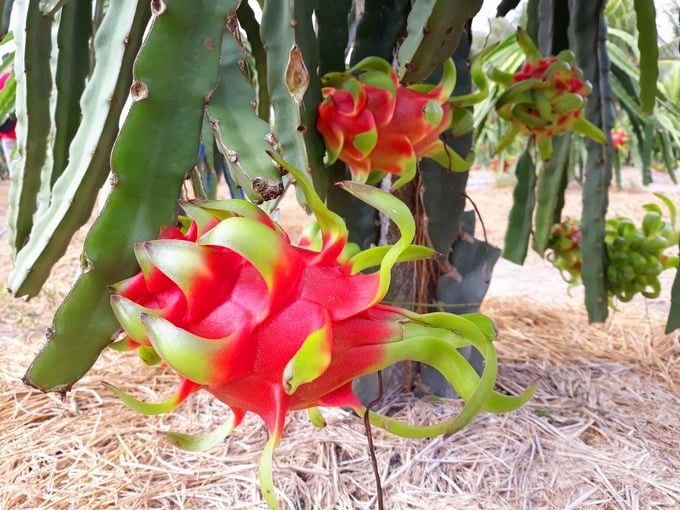 Long An chose dragon fruit as a crop to develop high-tech agriculture. Photo: Minh Sang.