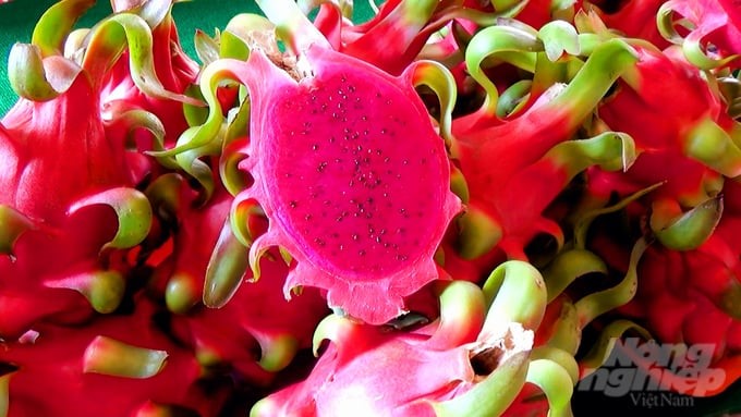 The economic efficiency brought by dragon fruit has contributed to spreading and inspiring dragon fruit producers in many localities. Photo: Minh Sang.