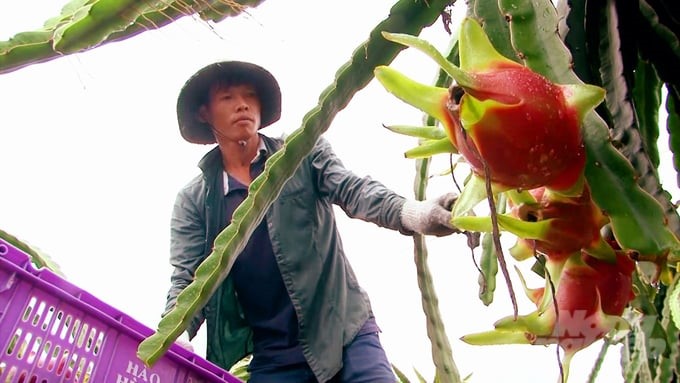 Dragon fruit growers are supported with guidance on effective, safe, and sustainable farming techniques. Photo: Minh Sang.   