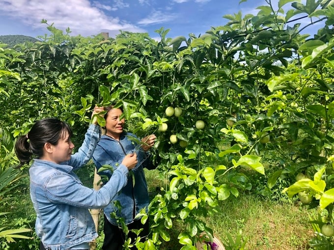 Passion fruit grown in Ngoc Luong Cooperative (Yen Thuy district, Hoa Binh province). Photo: Hai Tien.