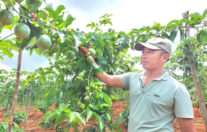 Passion fruit is a plant susceptible to many diseases, so it is necessary to focus on disease prevention according to the integrated pest management (IPM) process on fruit trees. Photo: NNVN.