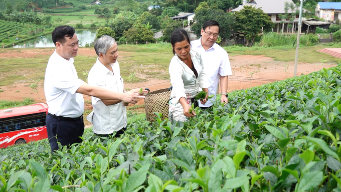 Vùng sản xuất chè an toàn tại xã Sơn Phú, huyện Định Hóa. Ảnh: Quang Linh.