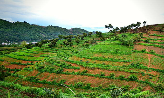 Sản xuất nông lâm kết hợp, theo EUDR, là có nguy cơ gây mất, suy thoái rừng. Ảnh: Bảo Thắng.