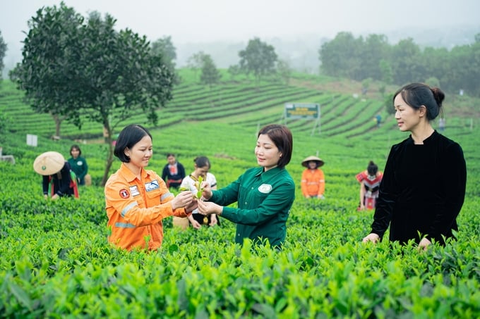 The new website of Nhat Thuc Tea Cooperative at www.nhatthuctea.com promises to contribute to spreading the cooperative's brand.