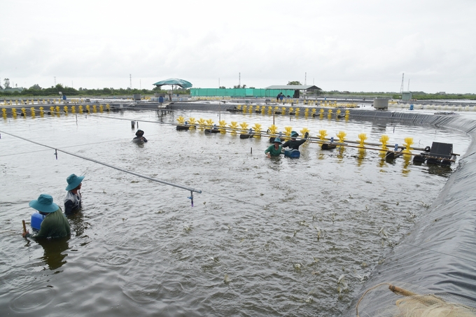 The Ministry of Agriculture and Rural Development directed the Department of Animal Health to proactively monitor, warn, investigate, and handle outbreaks to proactively prevent and control aquatic diseases. Photo: Hong Tham.