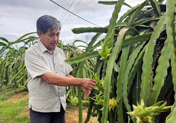 Ông Trần Đình Trung dẫn chúng tôi tham quan vườn thanh long đạt tiêu chuẩn GlobalGAP. Ảnh: Kim Sơ.