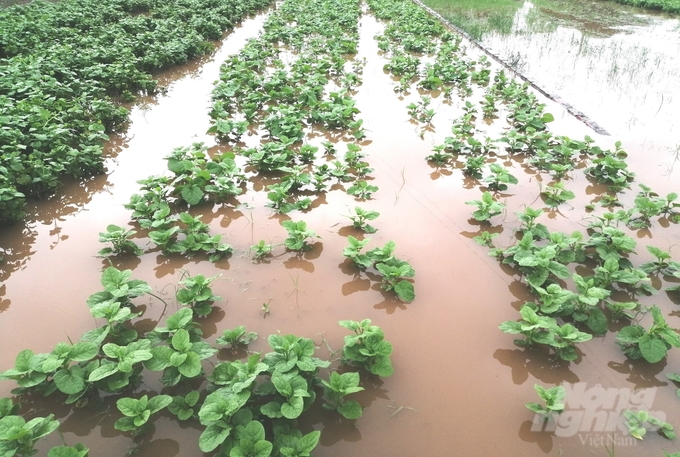 Đối với cây màu, những diện tích bị ảnh hưởng nặng, không có khả năng cho thu hoạch cần vệ sinh đồng ruộng, chủ động chuẩn bị đất để gieo trồng lại những loại rau ngắn ngày, rau ưa nước. Ảnh: Trung Quân.