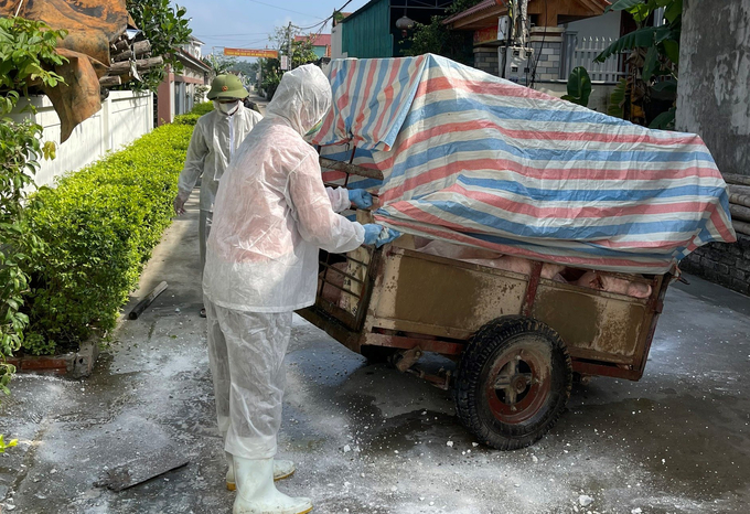 Thời gian hỗ trợ kéo dài nhiều năm, số lượng vật nuôi bị tiêu hủy quá lớn làm mất nhiều thời gian tổng hợp, thống kê. Ảnh: Việt Khánh.