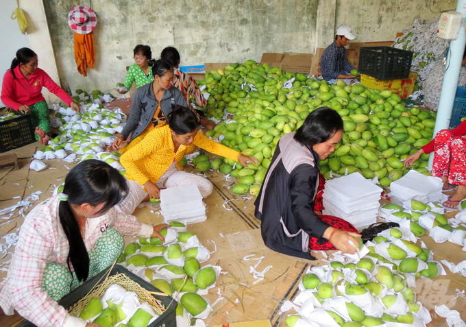 Đến thời điểm này, diện tích xoài trong toàn tỉnh An Giang khoảng 12.000ha, trong đó diện tích xoài sản xuất theo tiêu chuẩn VietGAP hơn 200ha, sản lượng khoảng 1.900 tấn/năm. Ảnh: Lê Hoàng Vũ.