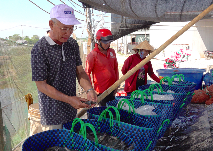 Thu hoạch tôm nuôi công nghệ cao tại Bến Tre. Ảnh: Kiều Nhi.