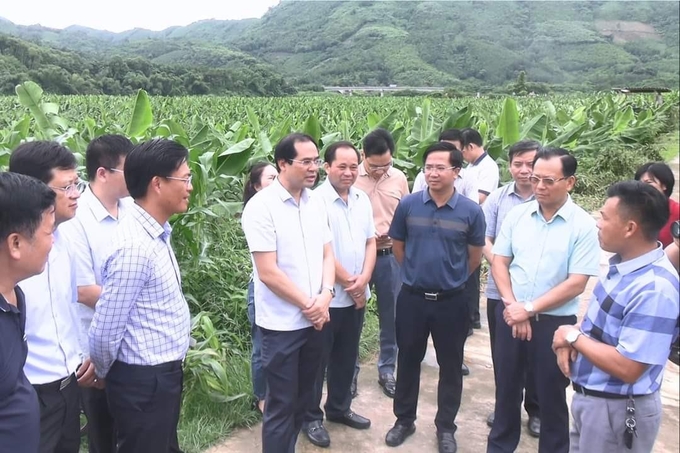 Lãnh đạo UBND tỉnh Lào Cai khảo sát, kiểm tra vùng trồng chuối tại huyện Bảo Thắng. nong duoc viet nam