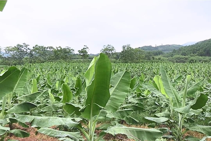 Huyện Bảo Thắng phấn đấu duy trì và phát triển vùng nguyên liệu chuối hàng hóa đạt 420ha vào năm 2025. Ảnh: Lưu Hòa.