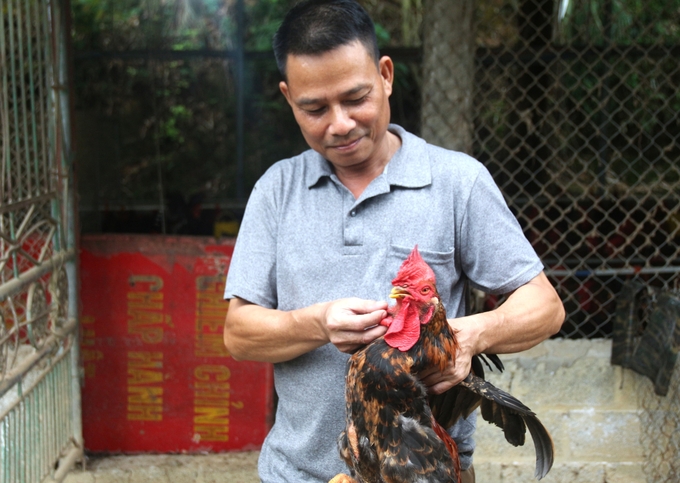 Theo ông Phạm Văn Định (ảnh), chăn nuôi theo tiêu chuẩn VietGAHP giúp đàn gà khoẻ mạnh, ít bị nhiễm bệnh, chất lượng thịt chắc, thơm, ngon hơn. Ảnh: Phạm Hiếu.