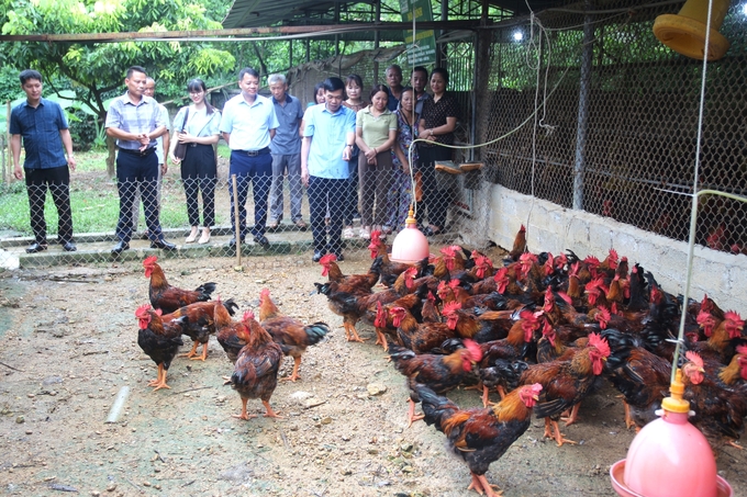 Chăn nuôi gà lông màu thả vườn theo tiêu chuẩn VietGAHP gắn với liên kết tiêu thụ sản phẩm tại xã Hoá Trung, huyện Đồng Hỷ, Thái Nguyên. Ảnh: Phạm Hiếu.