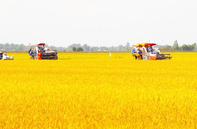 Đơn vị này sẽ là ngân hàng chủ lực cung ứng vốn hỗ trợ liên kết sản xuất, chế biến và tiêu thụ sản phẩm lúa gạo chất lượng cao vùng Đồng bằng sông Cửu Long.