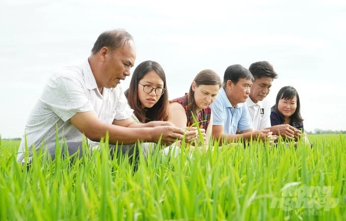 Growing rice in the direction of reducing emissions helps members of Khiet Tam Cooperative increase profits by 15 - 20% compared to traditional farming. Photo: Kim Anh.