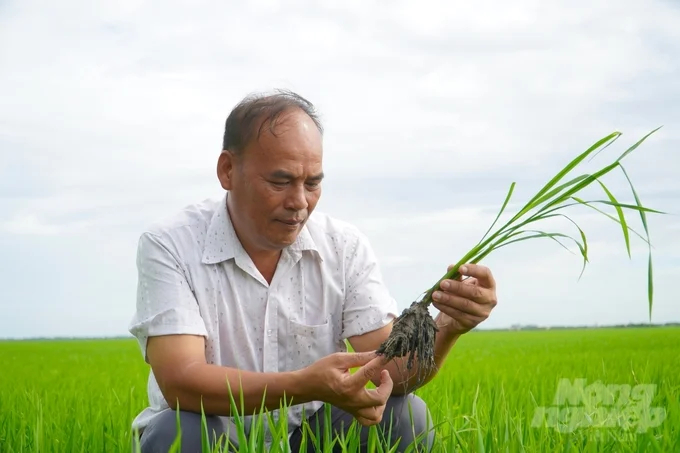 The emission reduction results are mainly due to reducing the use of nitrogen fertilizer, reducing straw burning and applying alternating wet and dry irrigation techniques. Photo: Kim Anh.