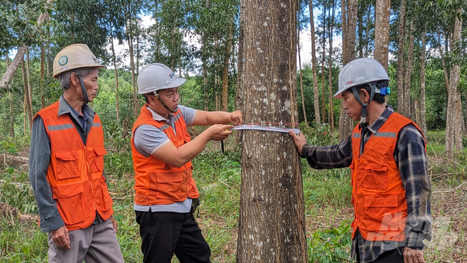 Tỉnh Thừa Thiên – Huế đặt mục tiêu đến năm 2025 sẽ có hơn 15.000 ha rừng trồng sản xuất gỗ lớn các loại. Ảnh: Công Điền.