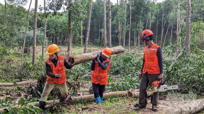 Hiện nay trên địa bàn tỉnh Thừa Thiên - Huế chưa có doanh nghiệp cam kết thu mua gỗ nhỏ có chứng chỉ. Ảnh: Công Điền.