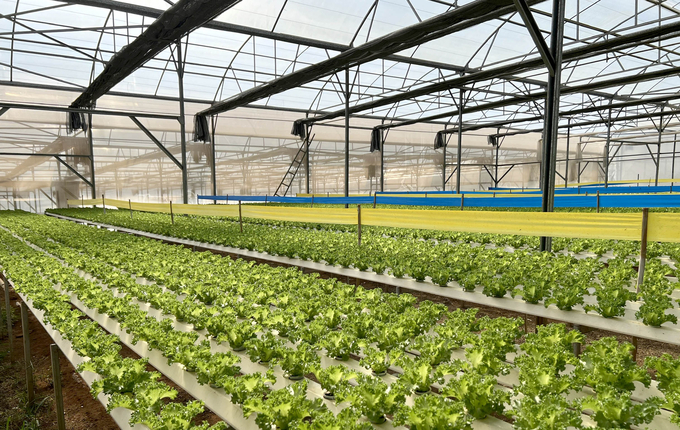 A greenhouse for circulating hydroponic vegetable. Photo: Son Trang.