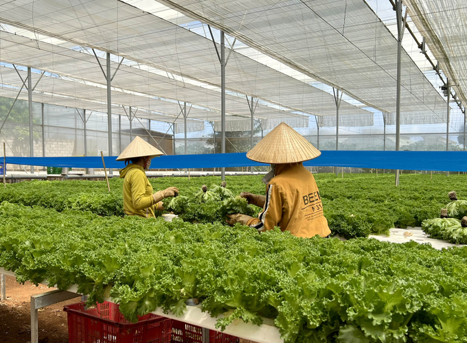 Workers harvesting vegetables in the circulating hydroponic vegetable greenhouse of Phong Thuy Company. Photo: Son Trang.