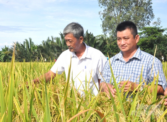 Mô hình xử lý rơm rạ tại ruộng bằng chế phẩm vi sinh SUMITRI đã cung cấp chất hữu cơ cho đất, giúp lúa phát triển tốt, ít sâu bệnh, giảm chi phí, đạt năng suất cao. Ảnh: Trung Chánh.