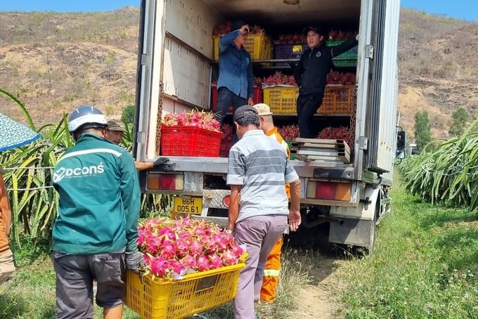 In the first 6 months of 2024, the consumption of Binh Thuan dragon fruit takes place smoothly, with high prices. Photo: Kim So.