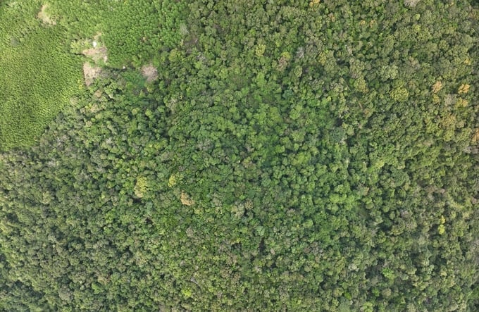 Binh Dinh province's Sub-Department of Forest Protection monitors local forest conditions using aerial technology. Photo: V.D.T.