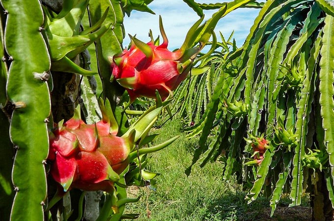 Binh Thuan is the country's dragon fruit farming capital. People mainly grow the white-fleshed variety. Photo: Kim So.