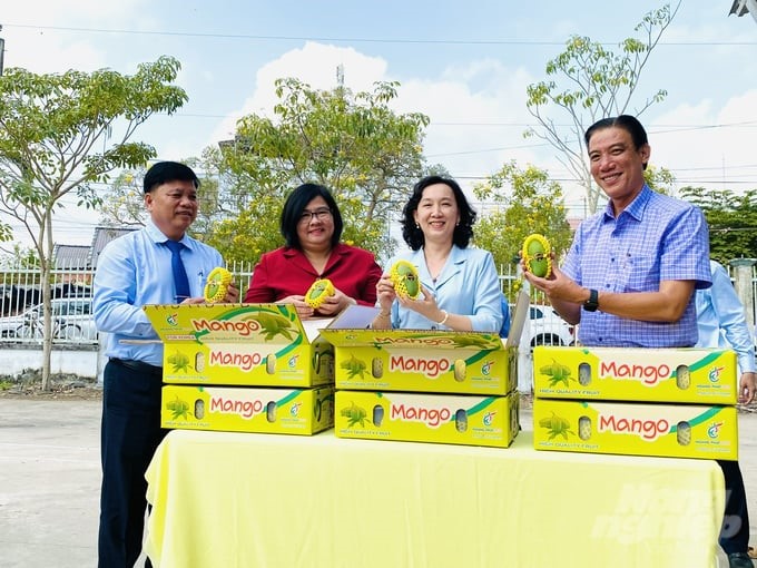 Since the beginning of the year, An Giang province has announced the export of dozens of tons of mangoes of all kinds to demanding markets around the world. Photo: Le Hoang Vu.