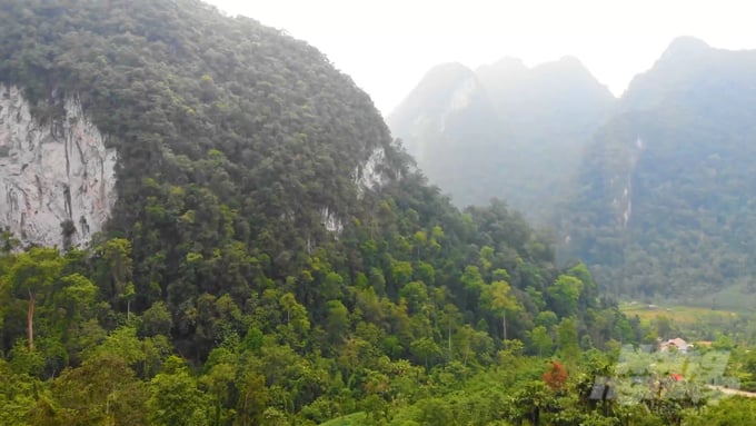 Xuan Son National Park is Vietnam's only national park to house a primeval forest on limestone mountains. The forest covers over 2,400 hectares at an altitude ranging from 700 meters to 1,300 meters. Photo: Quang Dung.