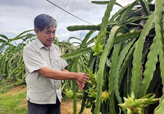 Mr. Tran Dinh Trung led us to visit the dragon fruit garden meeting GlobalGAP standards. Photo: Kim So.