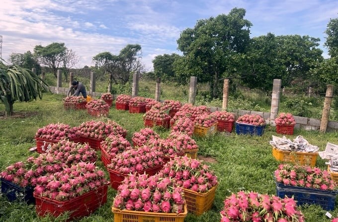 Binh Thuan farmers harvest dragon fruit. Photo: Kim So.