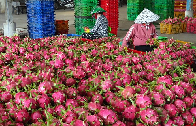 Binh Thuan dragon fruit is currently exported to many demanding markets. Photo: Kim So.