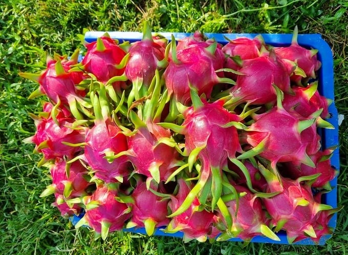 Dragon fruits produced according to GlobalGAP standards have beautiful designs and quality. Photo: Kim So.