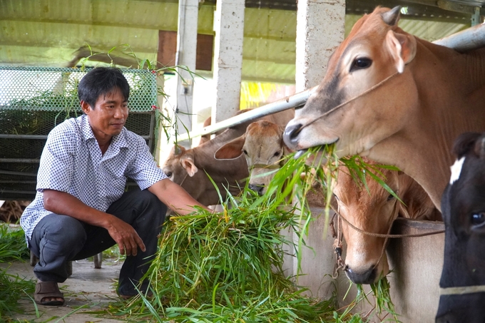 Vietnam's livestock industry has undergone a strong transformation towards concentration and is known to the world for its capacity to produce livestock products. Photo: Kim Anh.