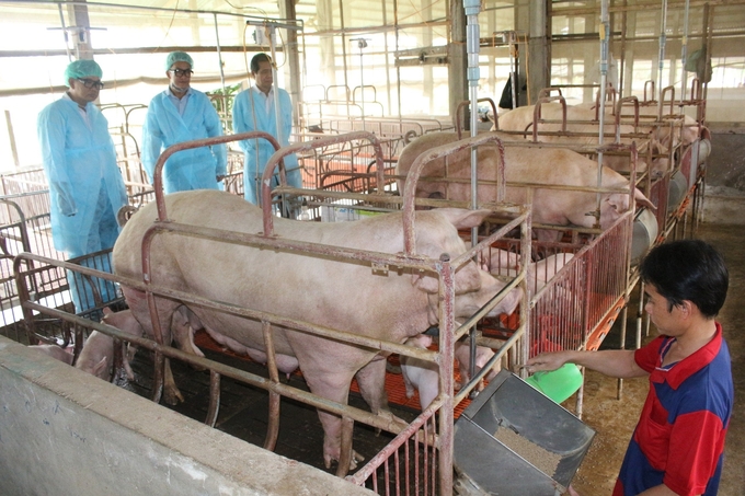 Developing an effective biosecurity strategy at the national level is crucial to helping the livestock industry effectively deal with disease outbreaks. Photo: Van Vu.