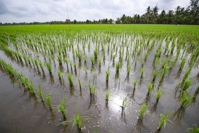 The 1 million ha high-quality, low-emission rice project in the Mekong Delta has achieved many positive results. Photo: Tung Dinh.