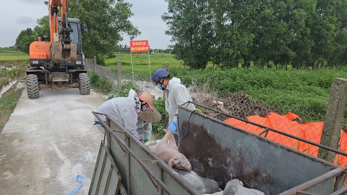 Dịch tả lợn Châu Phi đã xảy ra tại 33 hộ, 6 xã thuộc 3 huyện ở Hải Phòng. Ảnh: Đinh Mười.