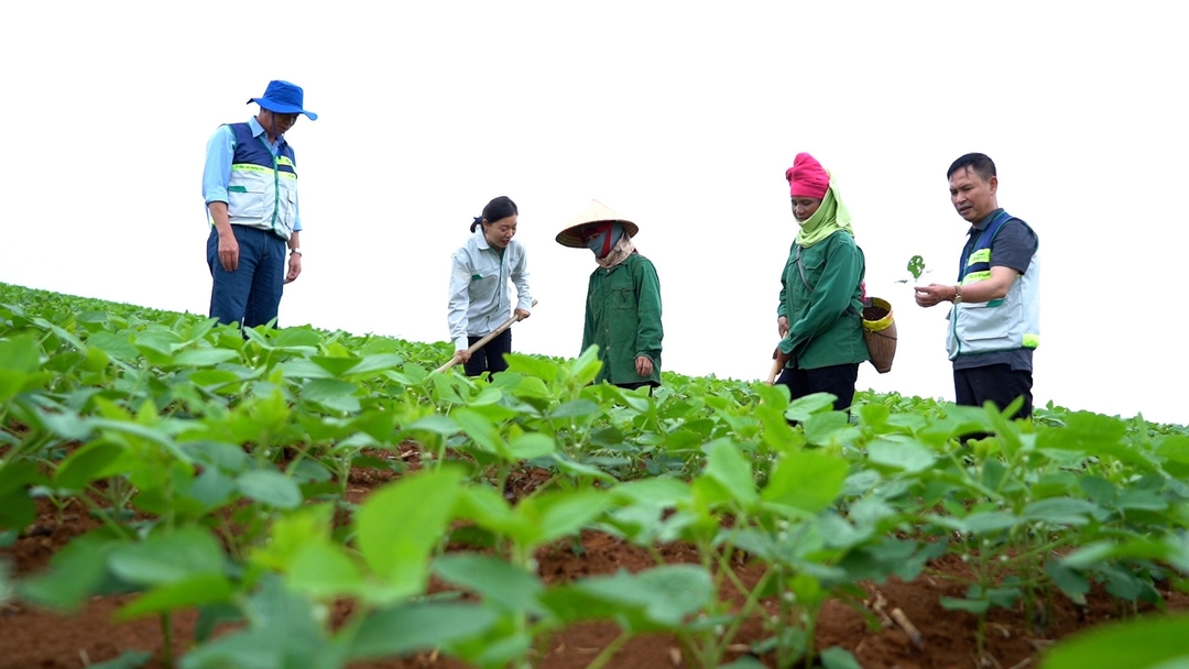 Khuyến nông cộng đồng hỗ trợ, đồng hành với bà con ở Sơn La. Ảnh: Hoàng Anh. 